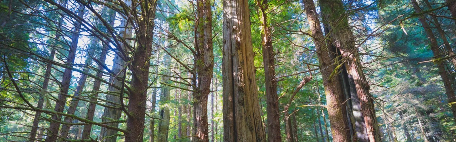 18 Best Things to Do in Crescent City, CA