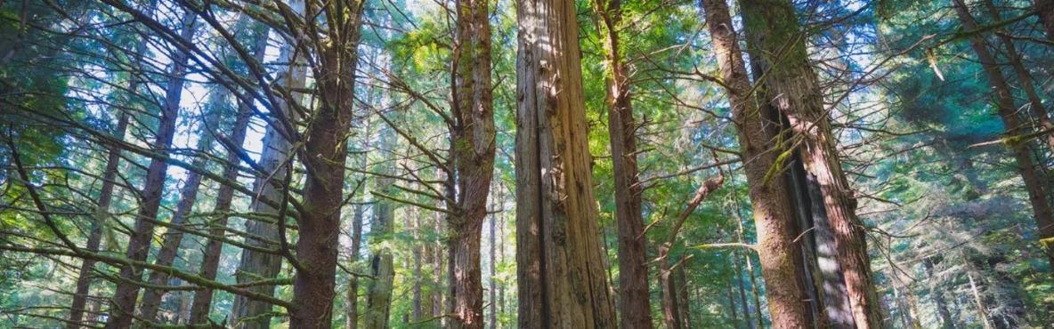 18 Best Things to Do in Crescent City, CA