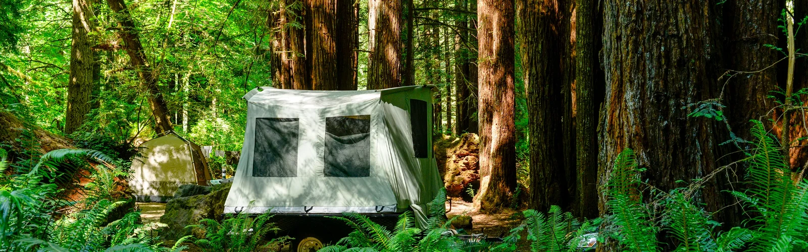 A Complete Guide to Redwood National Park