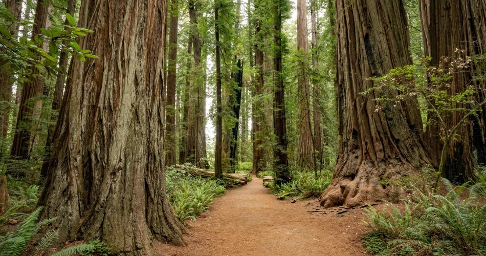 7 Mejores Cosas que Hacer en Crescent City