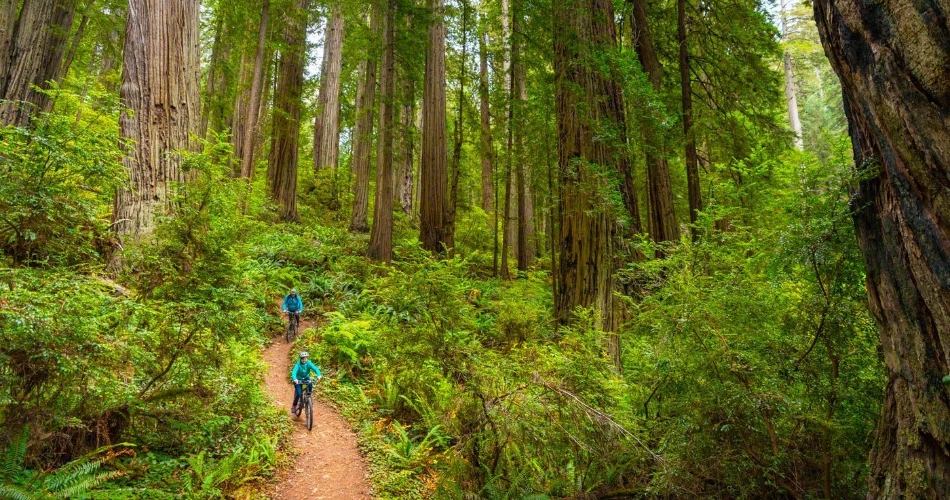 Las 15 mejores cosas que hacer en Crescent City para un viaje de fin de semana.