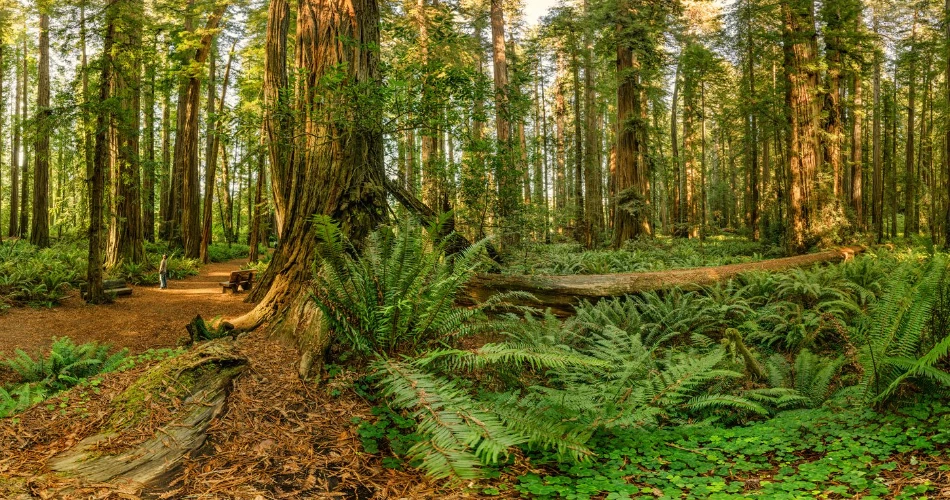 Las 15 mejores cosas que hacer en Crescent City para un viaje de fin de semana.