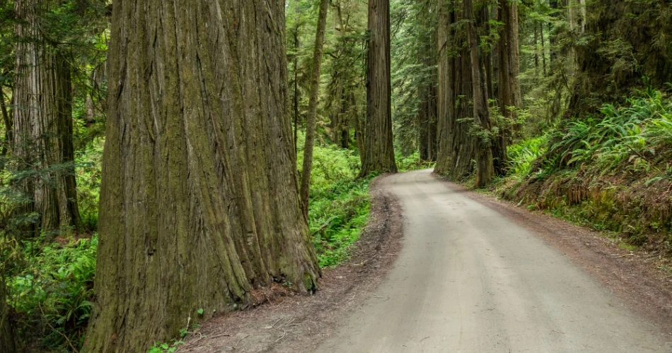 A Complete Guide to Redwood National Park