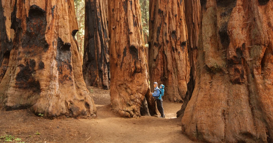 A Complete Guide to Redwood National Park
