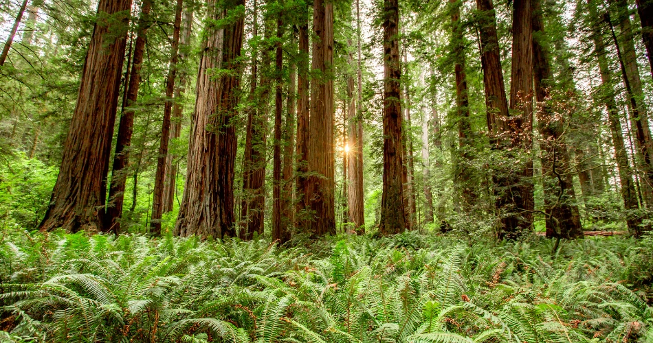 A Complete Guide to Redwood National Park