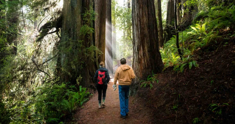A Complete Guide to Redwood National Park