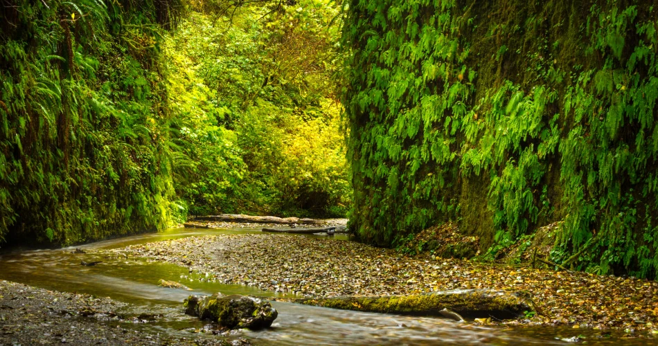 A Complete Guide to Redwood National Park