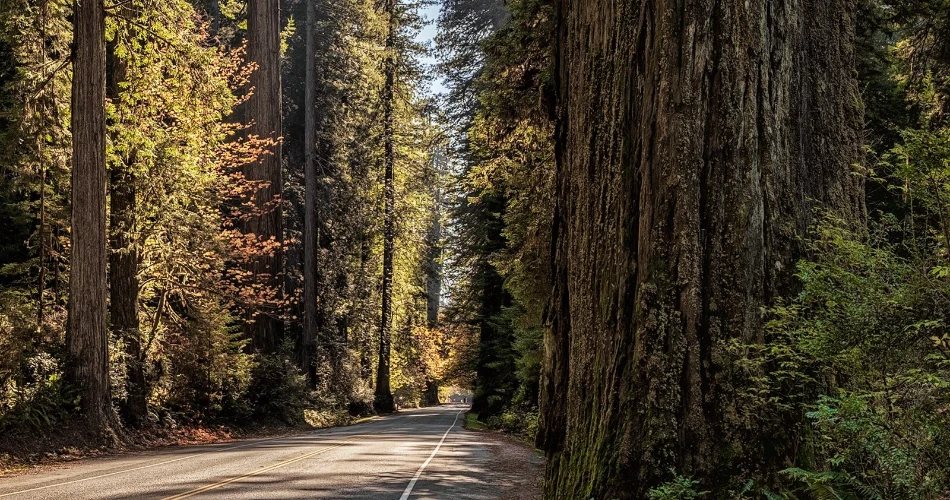 A Complete Guide to Redwood National Park