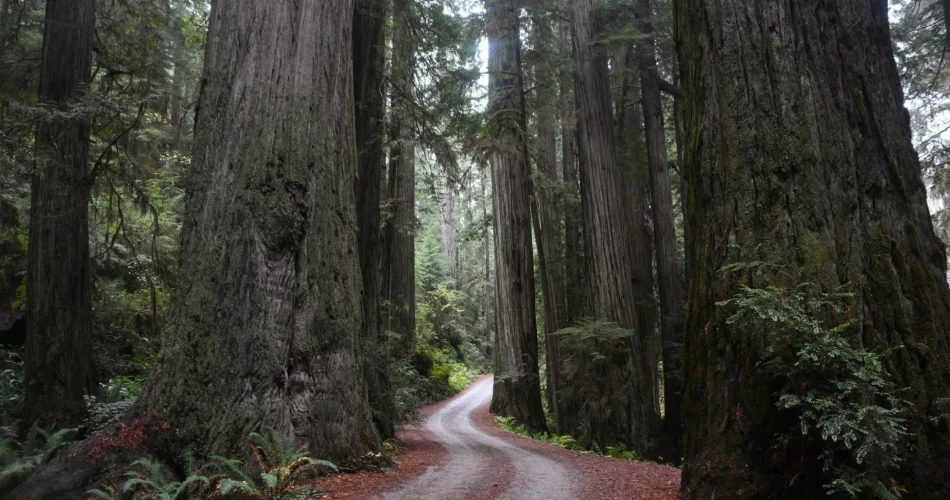 A Complete Guide to Redwood National Park
