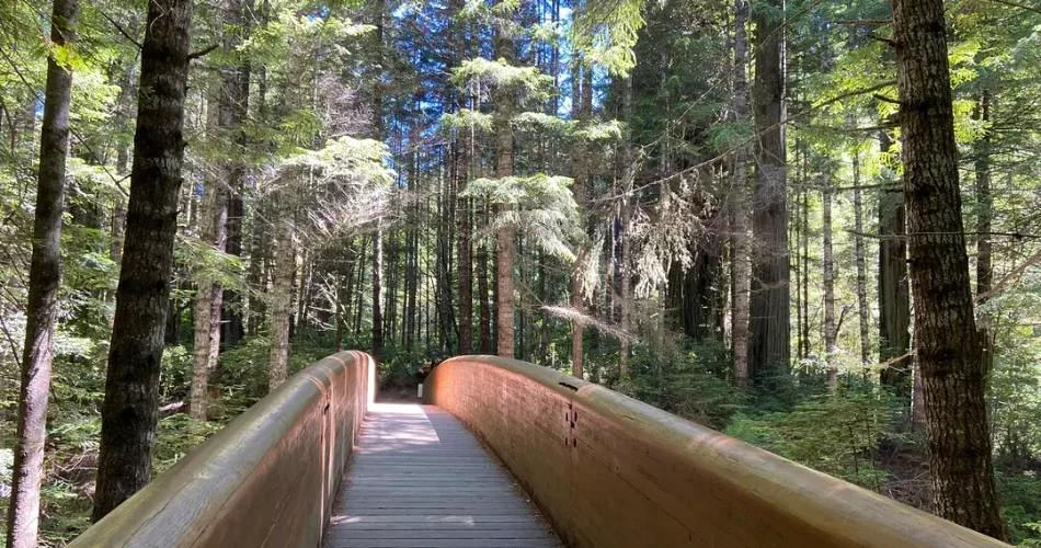A Complete Guide to Redwood National Park