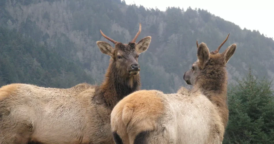 A Complete Guide to Redwood National Park