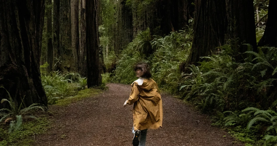 A Complete Guide to Redwood National Park