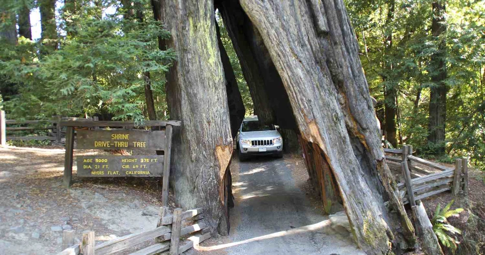 A Complete Guide to Redwood National Park