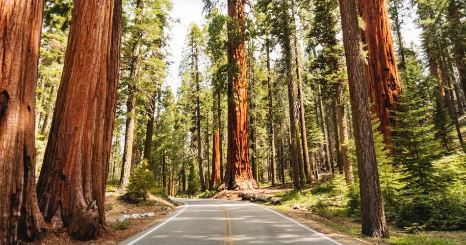 A Complete Guide to Redwood National Park