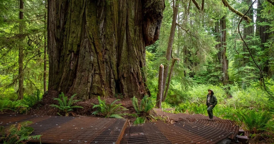 18 Mejores Cosas para Hacer en Crescent City, CA