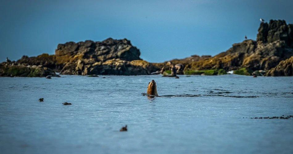 18 Mejores Cosas para Hacer en Crescent City, CA