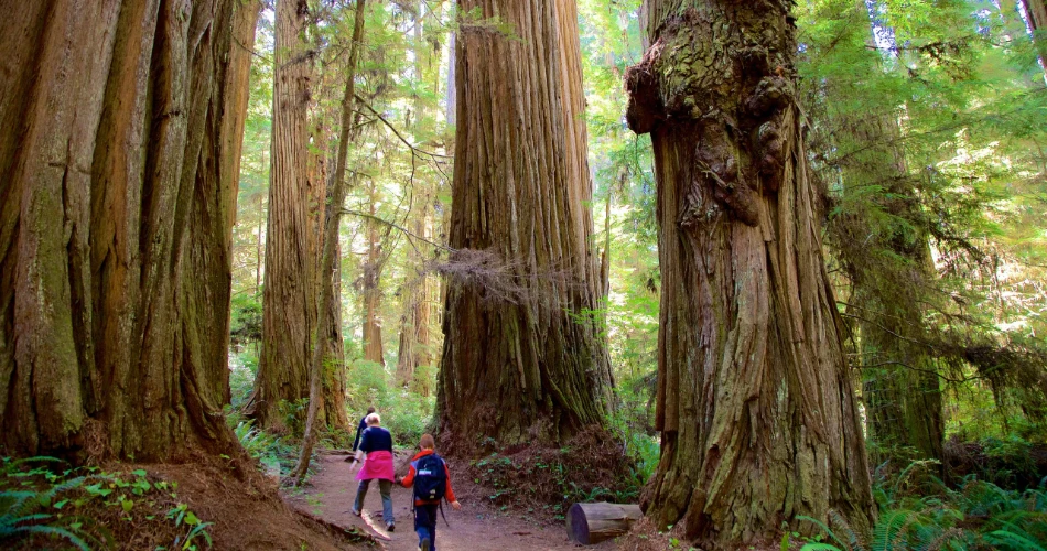 18 Mejores Cosas para Hacer en Crescent City, CA