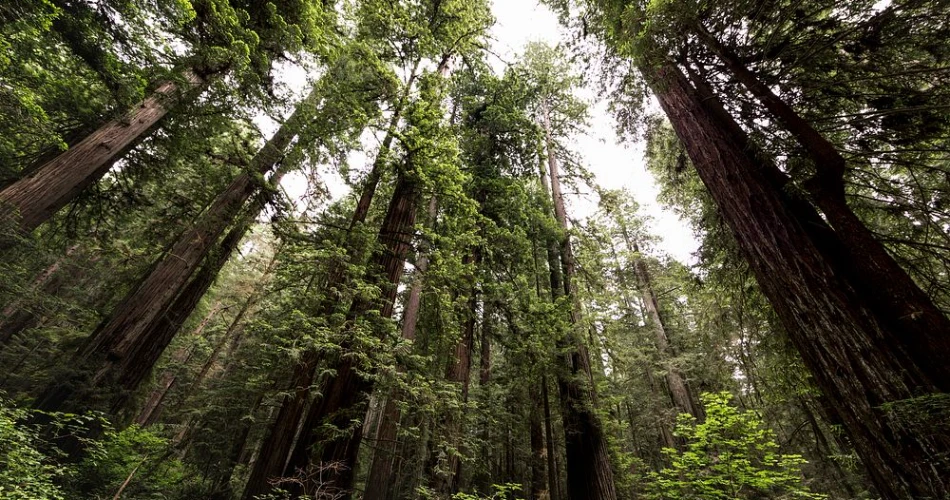 Top Attractions in Crescent City